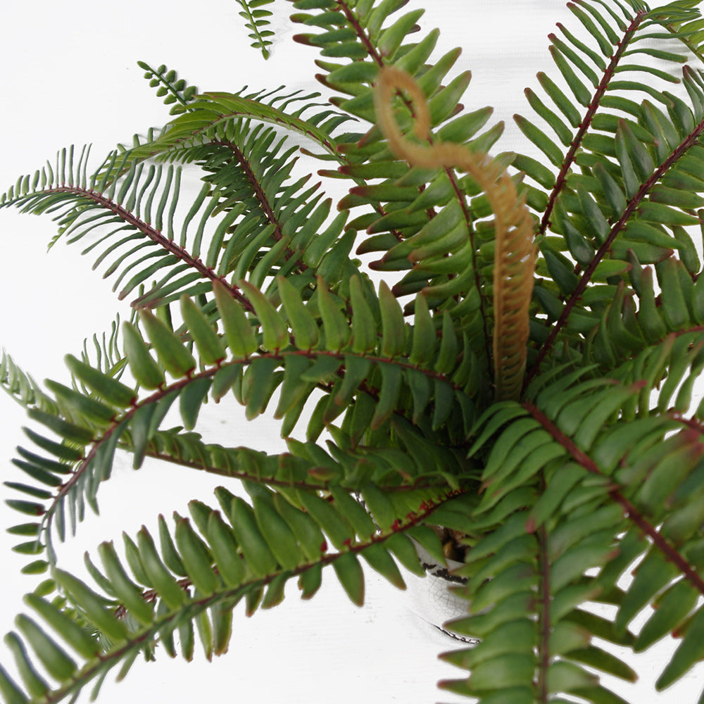 Artificial green fern bush in white ceramic pot