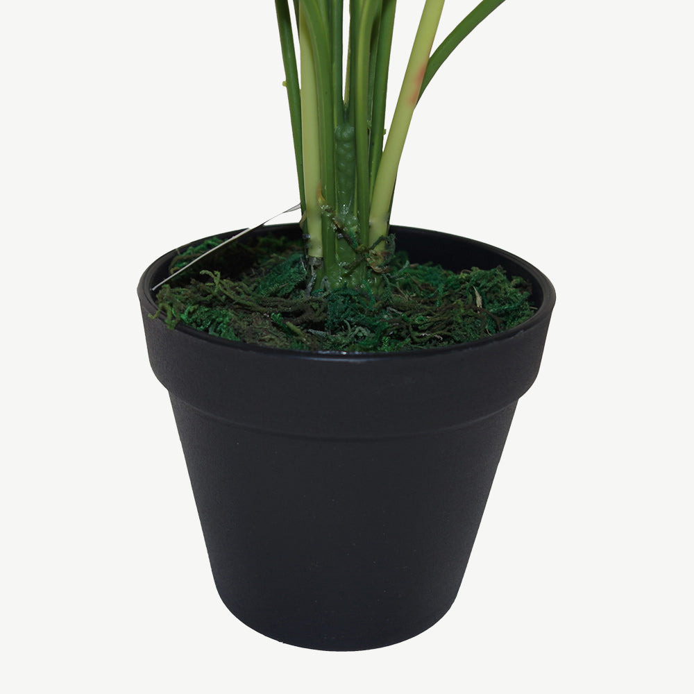 Artificial evergeen japanese aralia plant in display pot