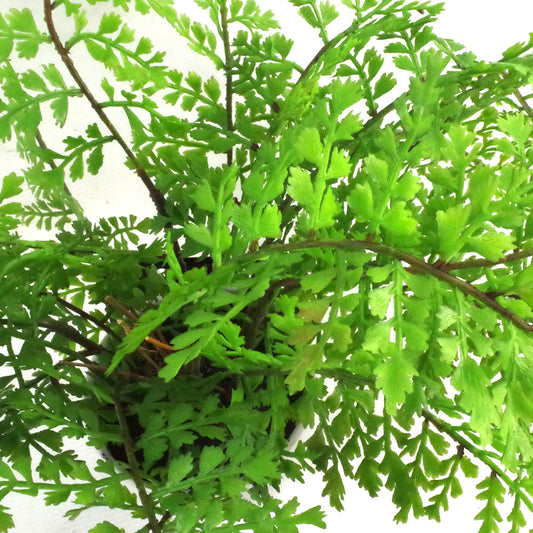 Artificial Fern Plant in Pot