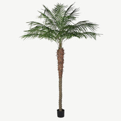 Green Coconut Palm Tree in Black Plastic Po