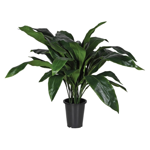 Aspidistra Plant in Black Plastic Pot