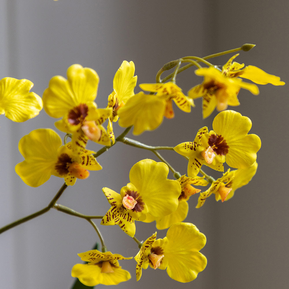 Artificial Orchid in Low Ceramic Pot