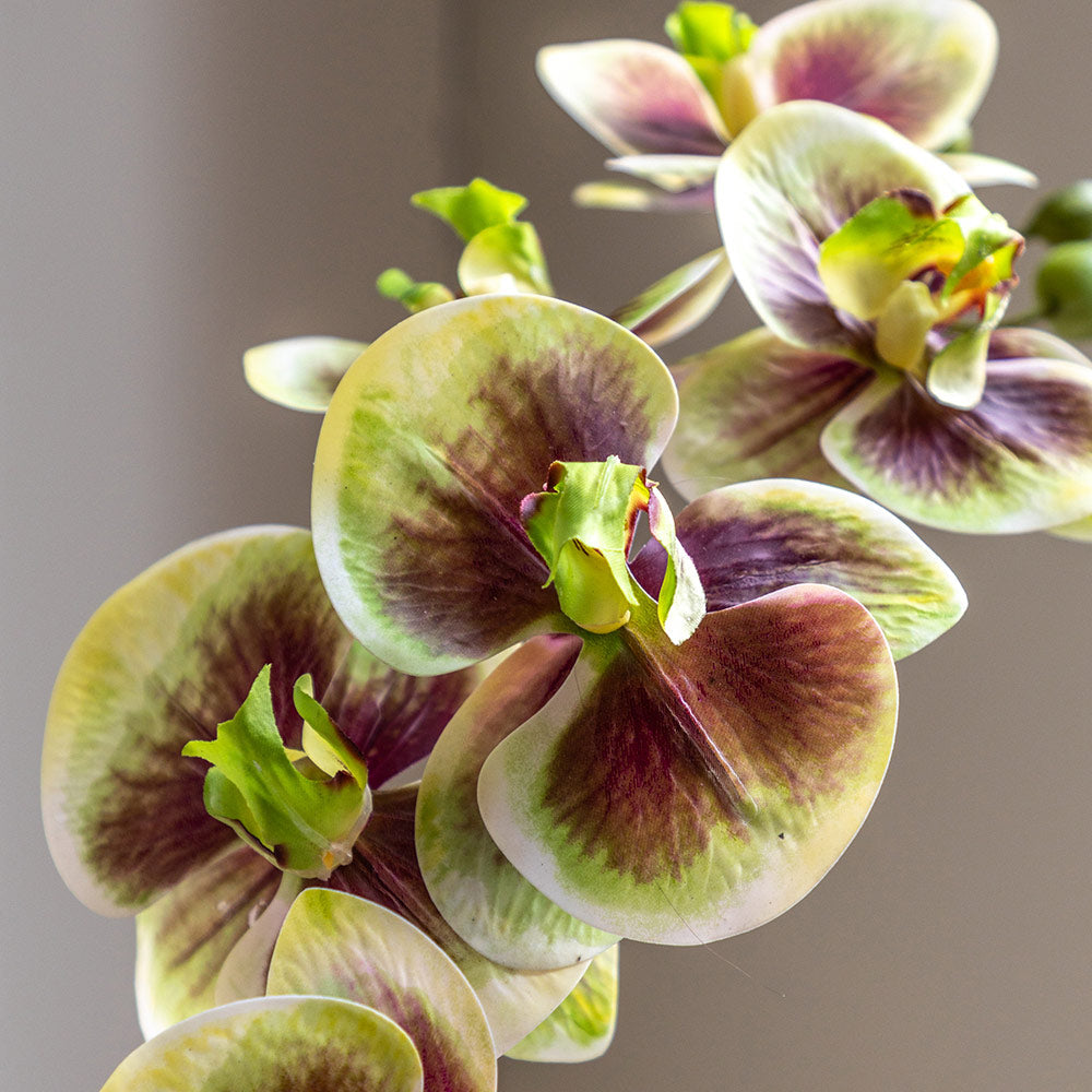 Artificial Orchid Multicolour in Moss Ceramic Dot Pot