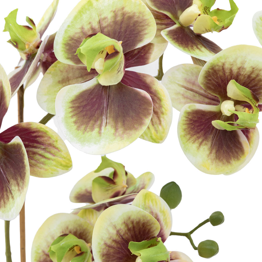 Artificial Orchid Multicolour in Moss Ceramic Dot Pot
