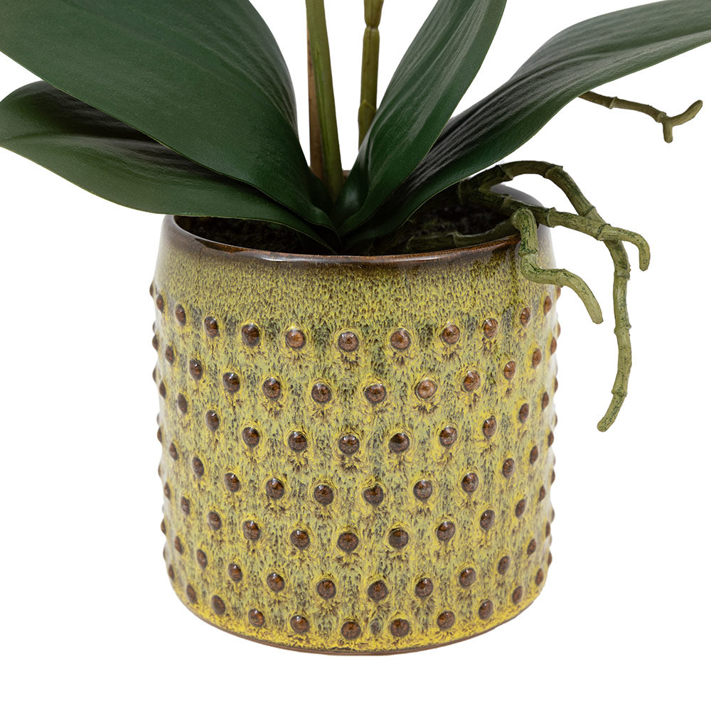 Artificial Orchid Multicolour in Moss Ceramic Dot Pot