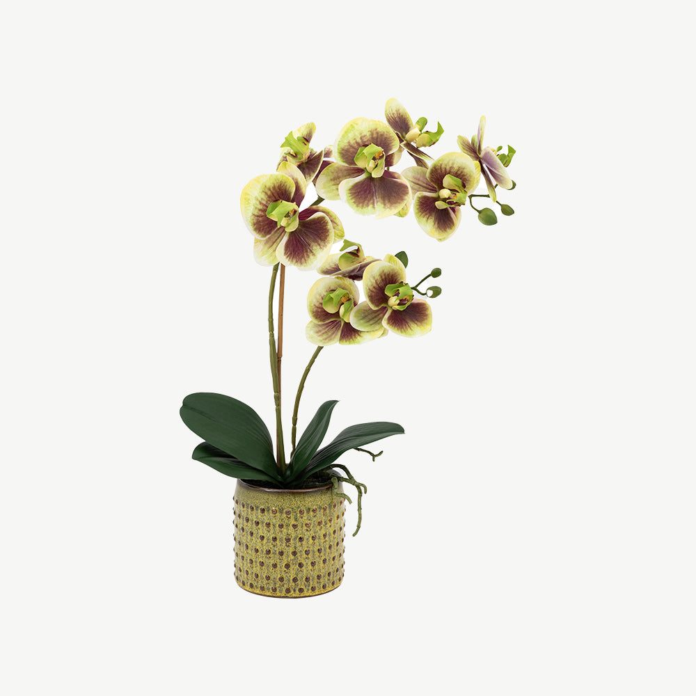 Artificial Orchid Multicolour in Moss Ceramic Dot Pot