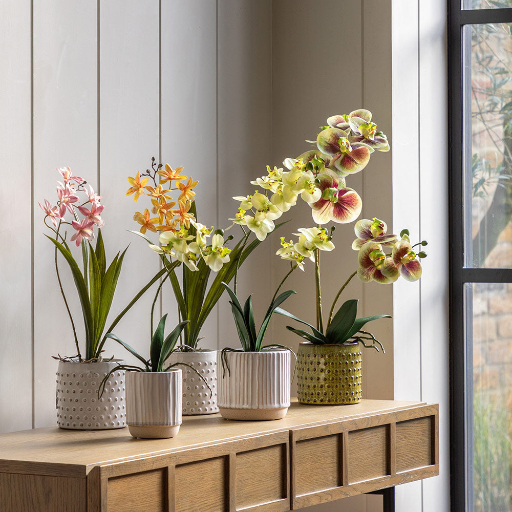 Artificial Orchid Multicolour in Moss Ceramic Dot Pot