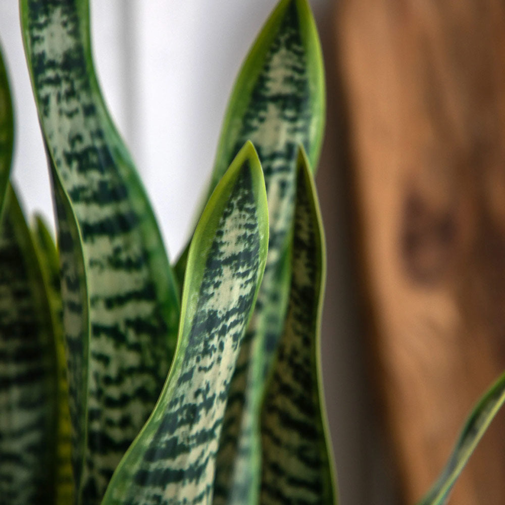 Artificial Snake Plant in Ceramic Pot