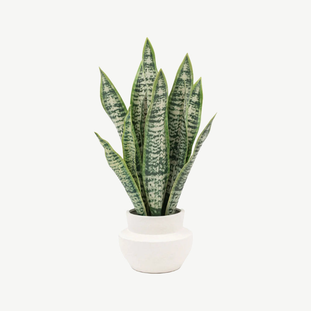 Artificial Snake Plant in Ceramic Pot