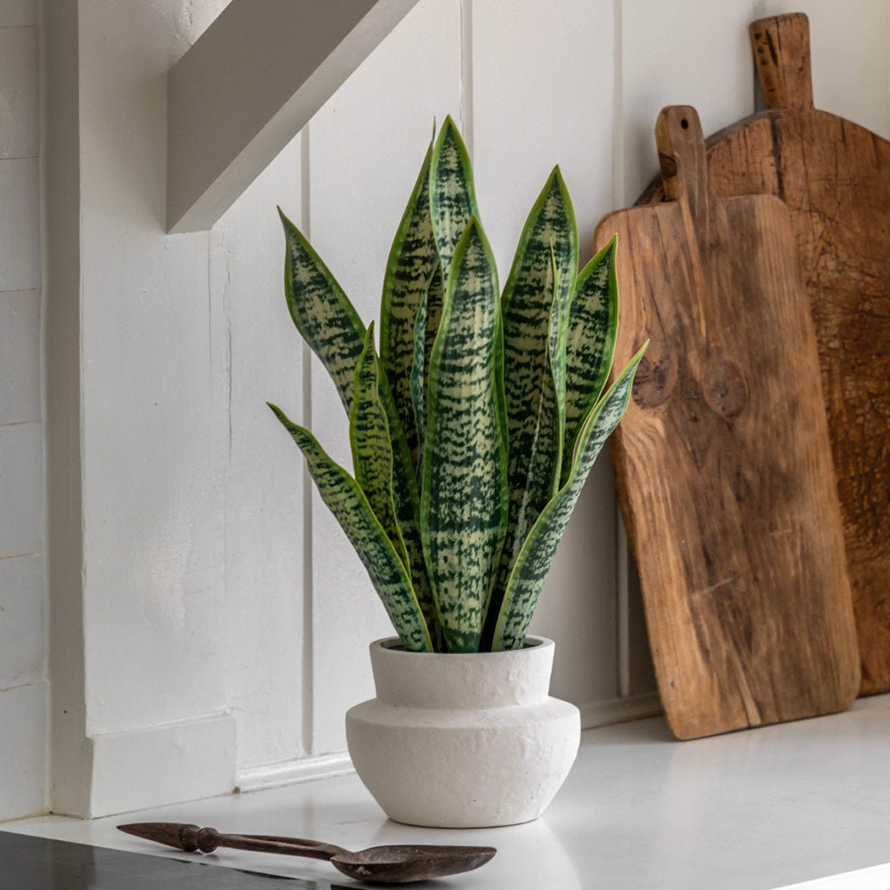 Artificial Snake Plant in Ceramic Pot