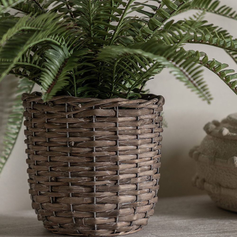 Potted Fern Plant