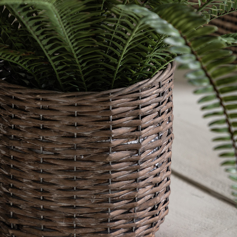 Potted Fern Plant