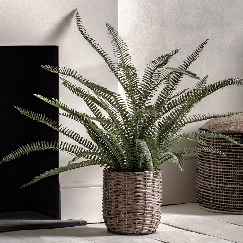 Potted Fern Plant