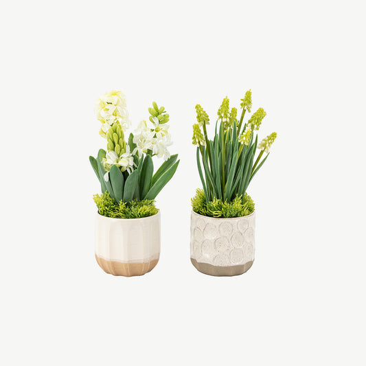 Set of 2 Spring Hydrangea in Ceramic Pots in Green